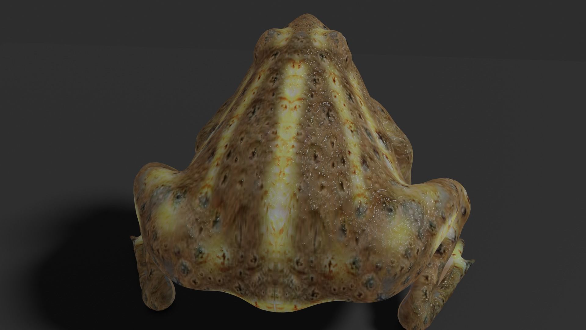 toad 3d frog Low-poly 3D model_24