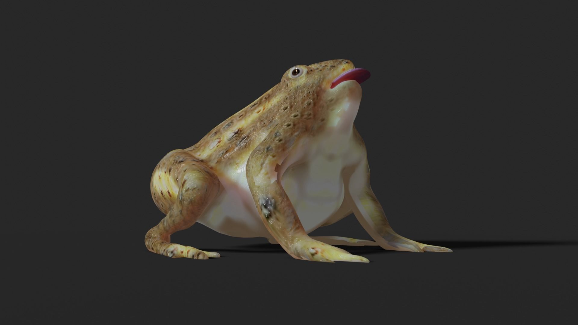 toad 3d frog Low-poly 3D model_10