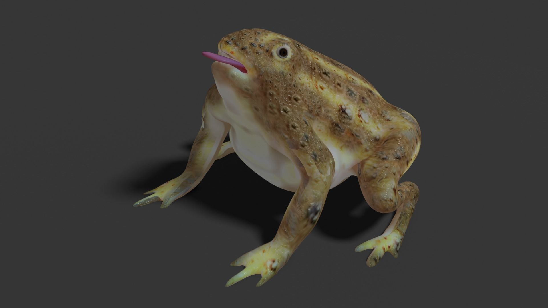 toad 3d frog Low-poly 3D model_13