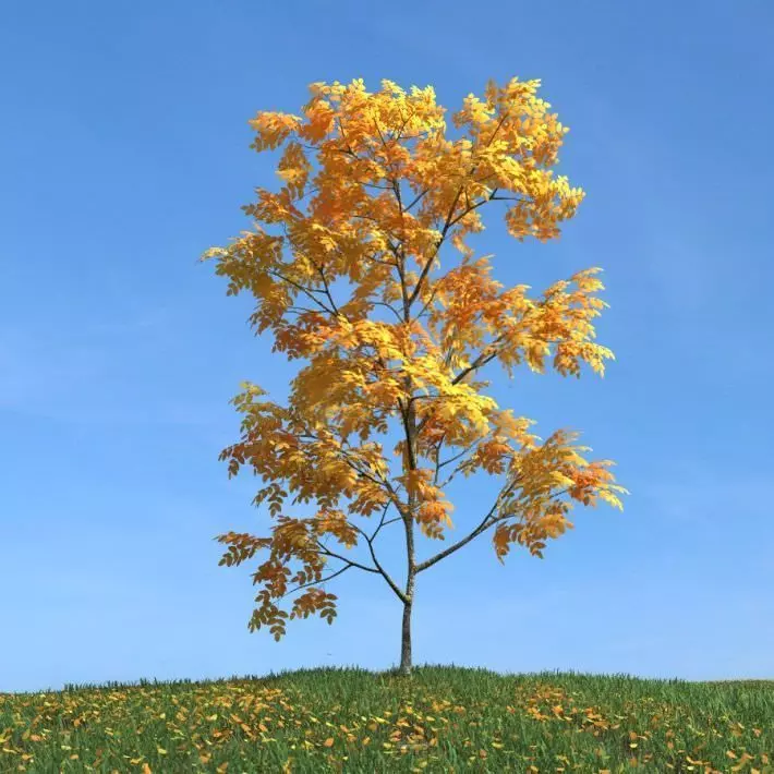 Tall Tree With Leaves In Autumn 3D model_0