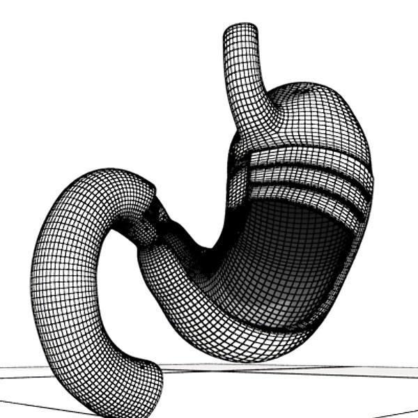 Realistic Stomach with Cutaway 3D model_9