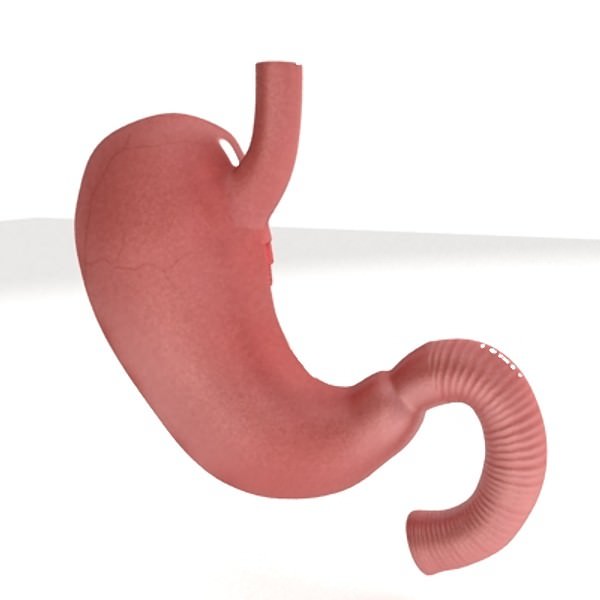 Realistic Stomach with Cutaway 3D model_4