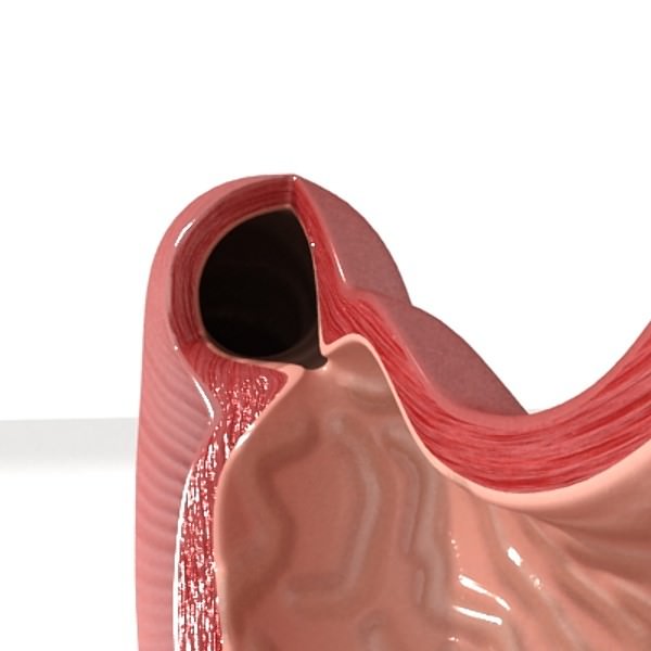 Realistic Stomach with Cutaway 3D model_5