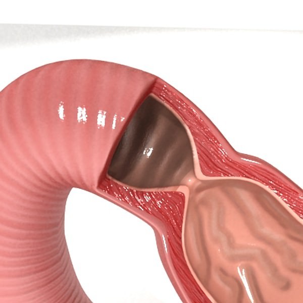 Realistic Stomach with Cutaway 3D model_6