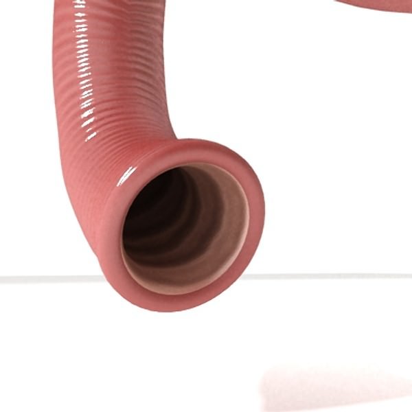 Realistic Stomach with Cutaway 3D model_8