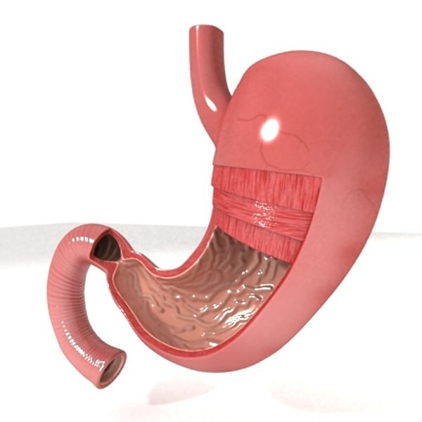 Realistic Stomach with Cutaway 3D model_1