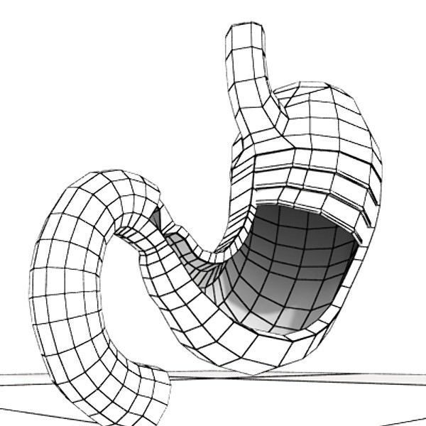 Realistic Stomach with Cutaway 3D model_10