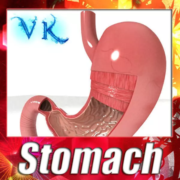 Realistic Stomach with Cutaway 3D model_0