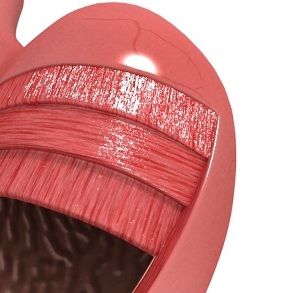 Realistic Stomach with Cutaway 3D model_7