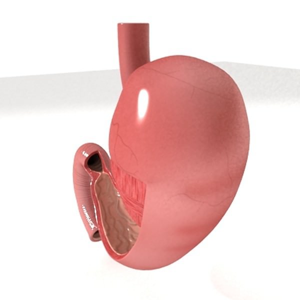 Realistic Stomach with Cutaway 3D model_3