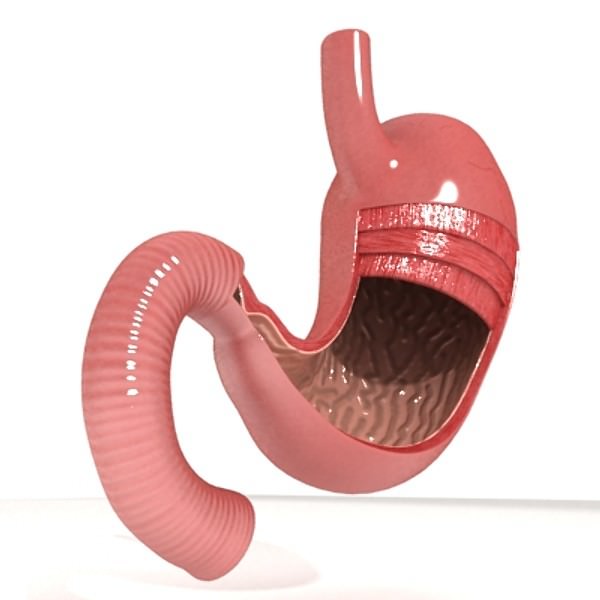Realistic Stomach with Cutaway 3D model_2