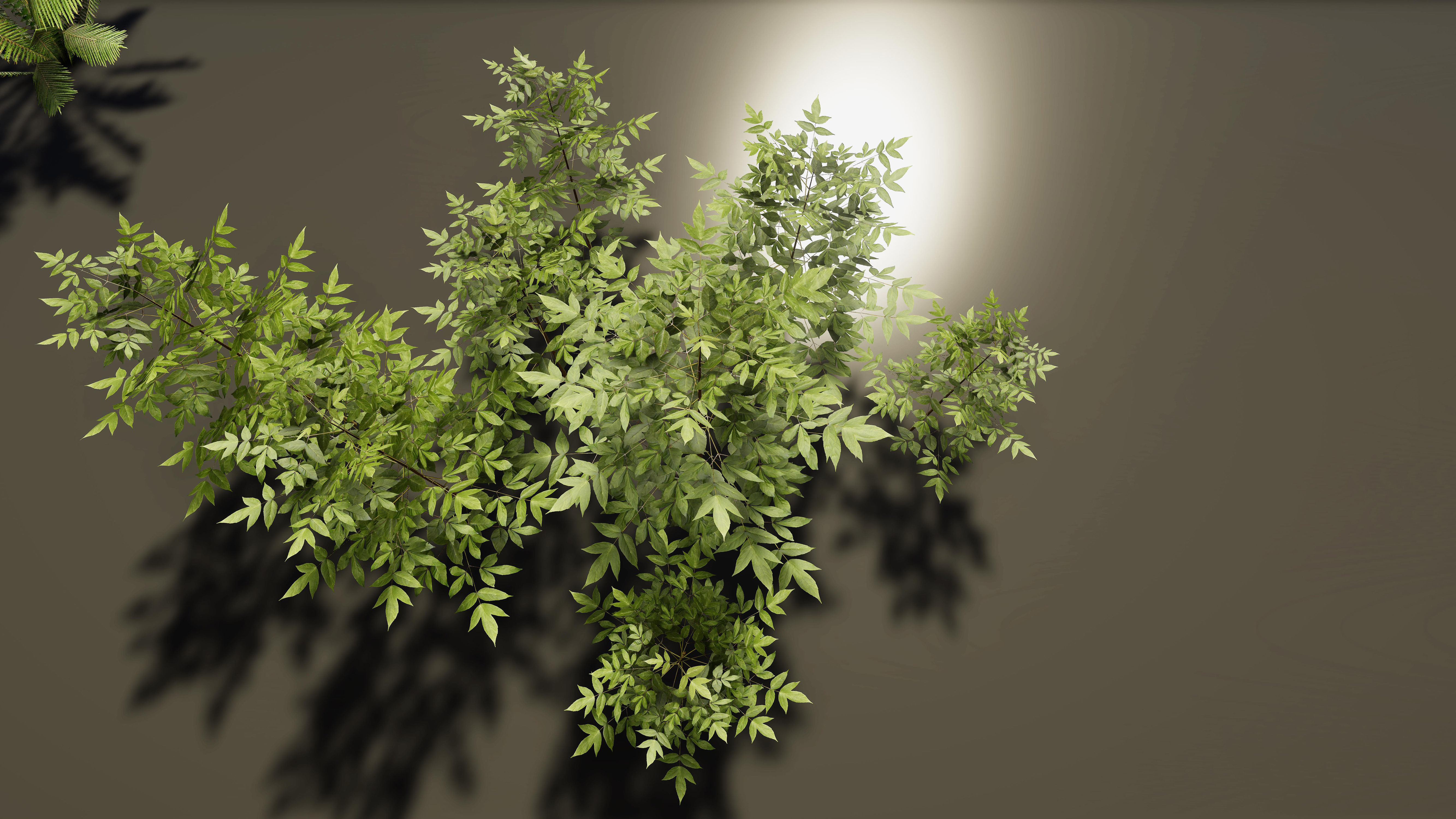 Nature Package - Coniferous Environment Unity Low-poly 3D model_44