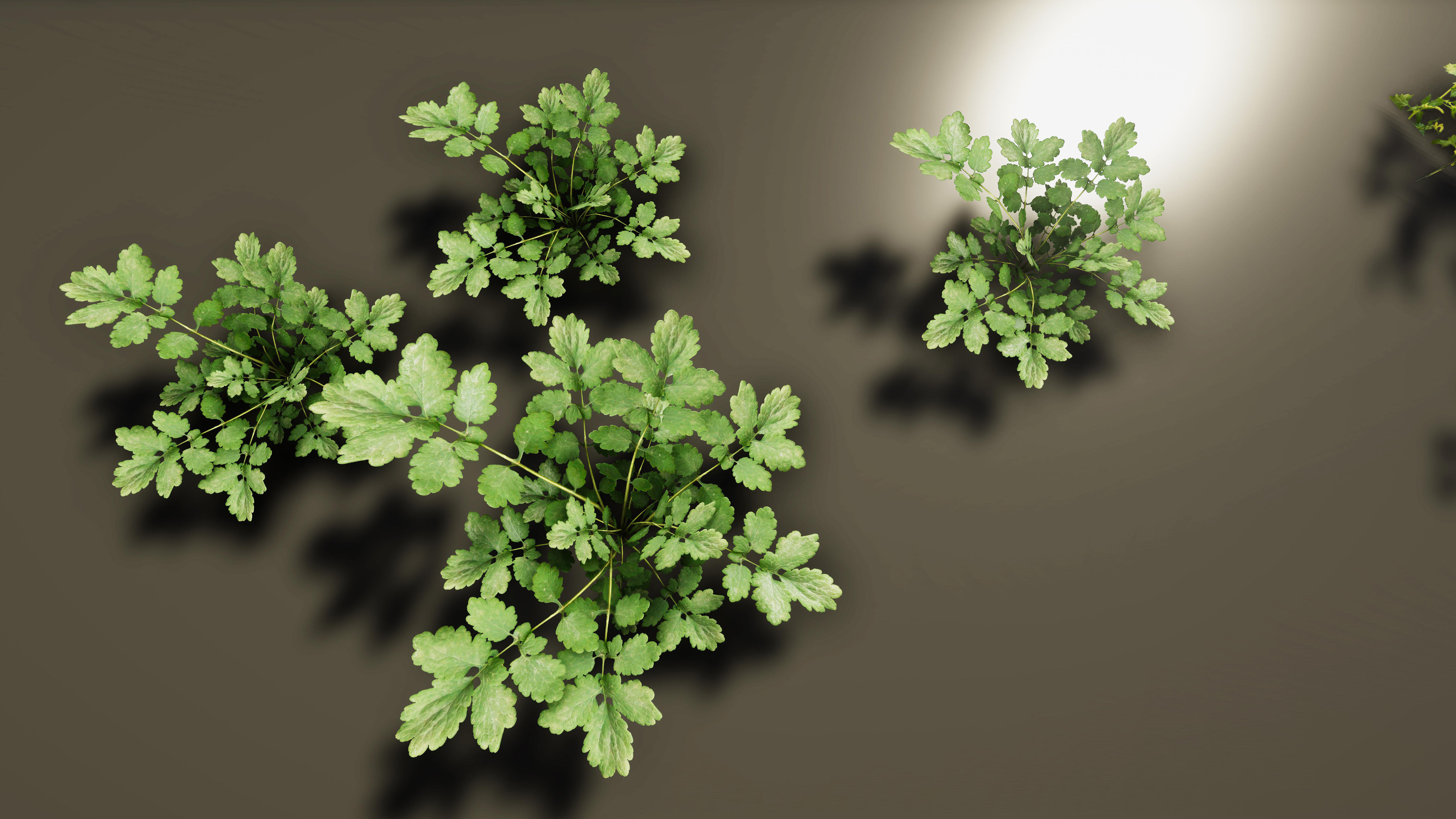 Nature Package - Coniferous Environment Unity Low-poly 3D model_43