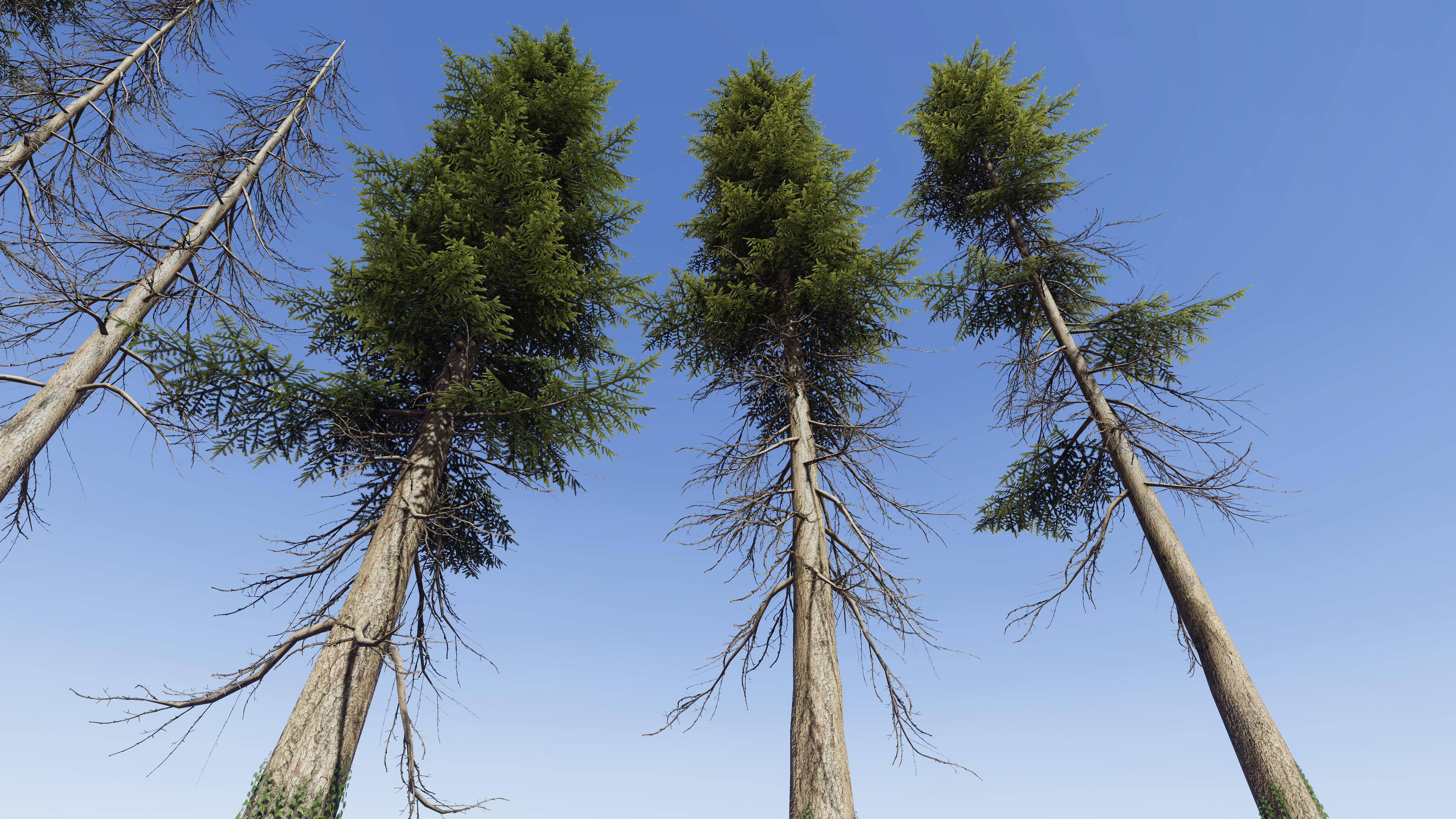 Nature Package - Coniferous Environment Unity Low-poly 3D model_34