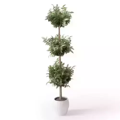 Small Potted Green Plant