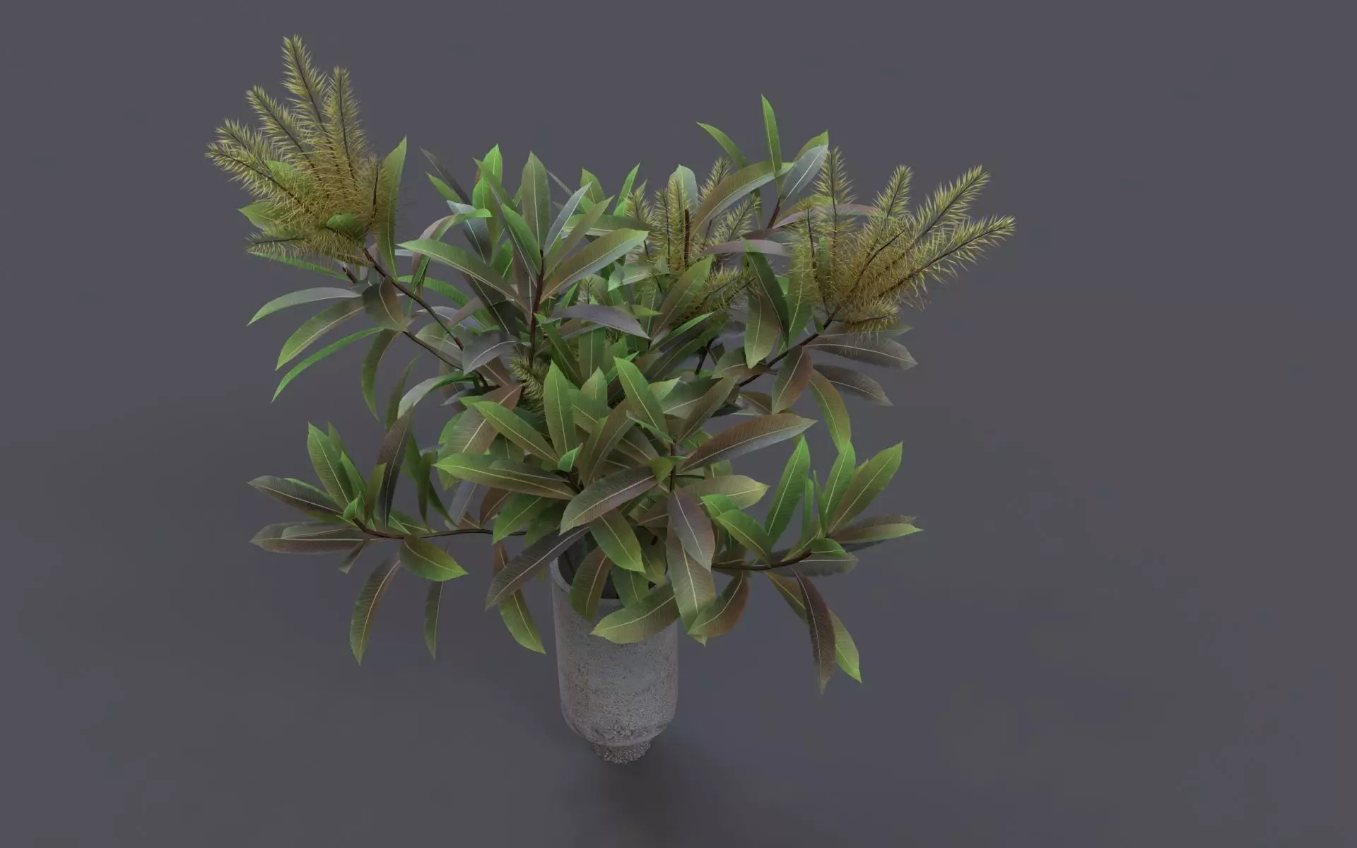 Flower Cinema 4D and Corona Renderer Free 3D model
