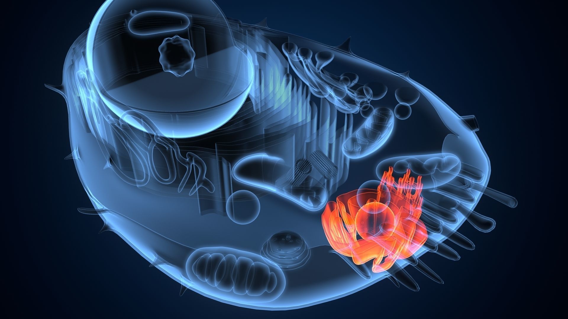 animal cell anatomy 3D model_5