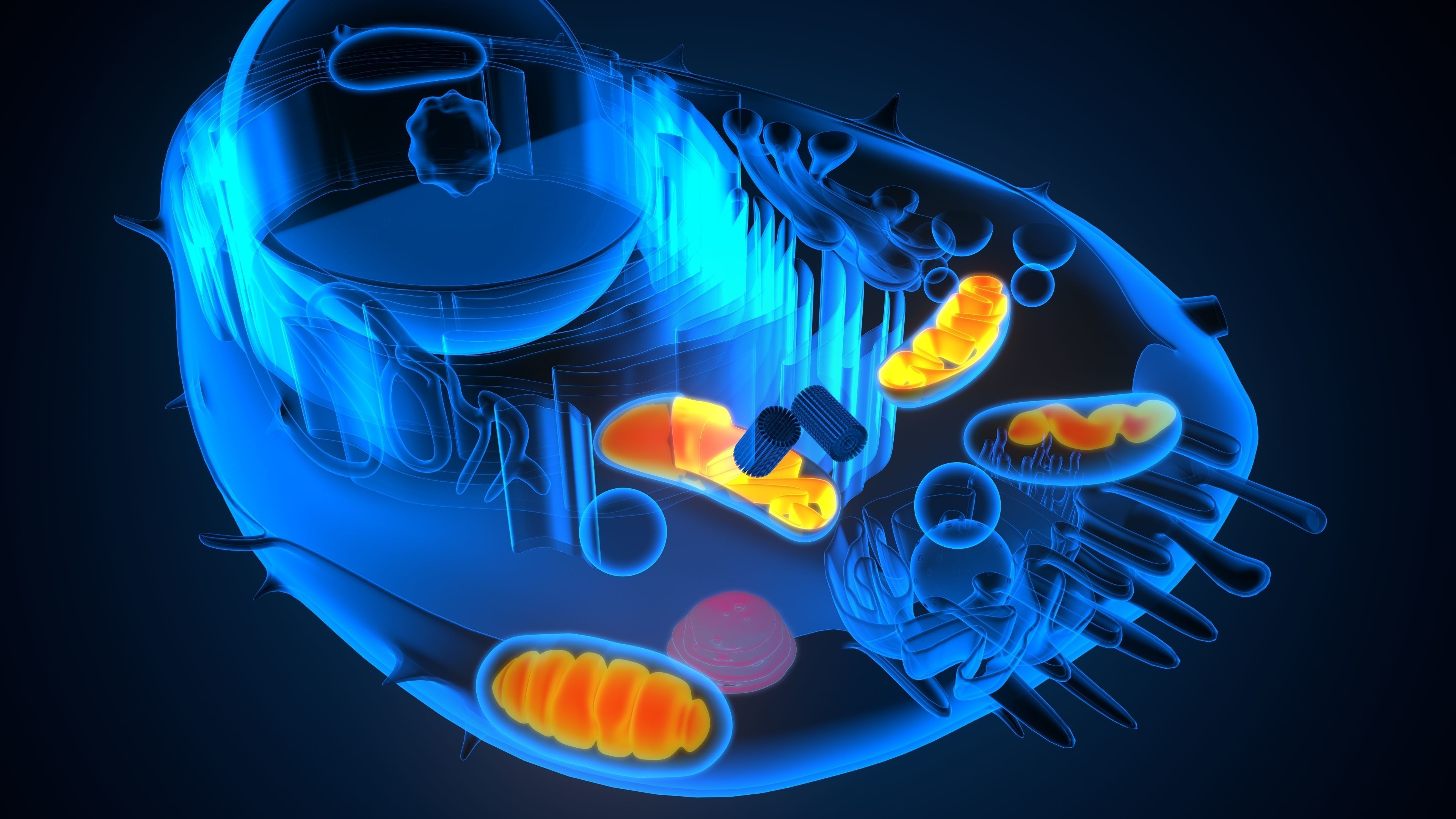 animal cell anatomy 3D model CGTrader