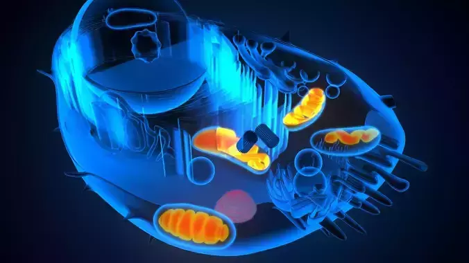 animal cell anatomy 3D model