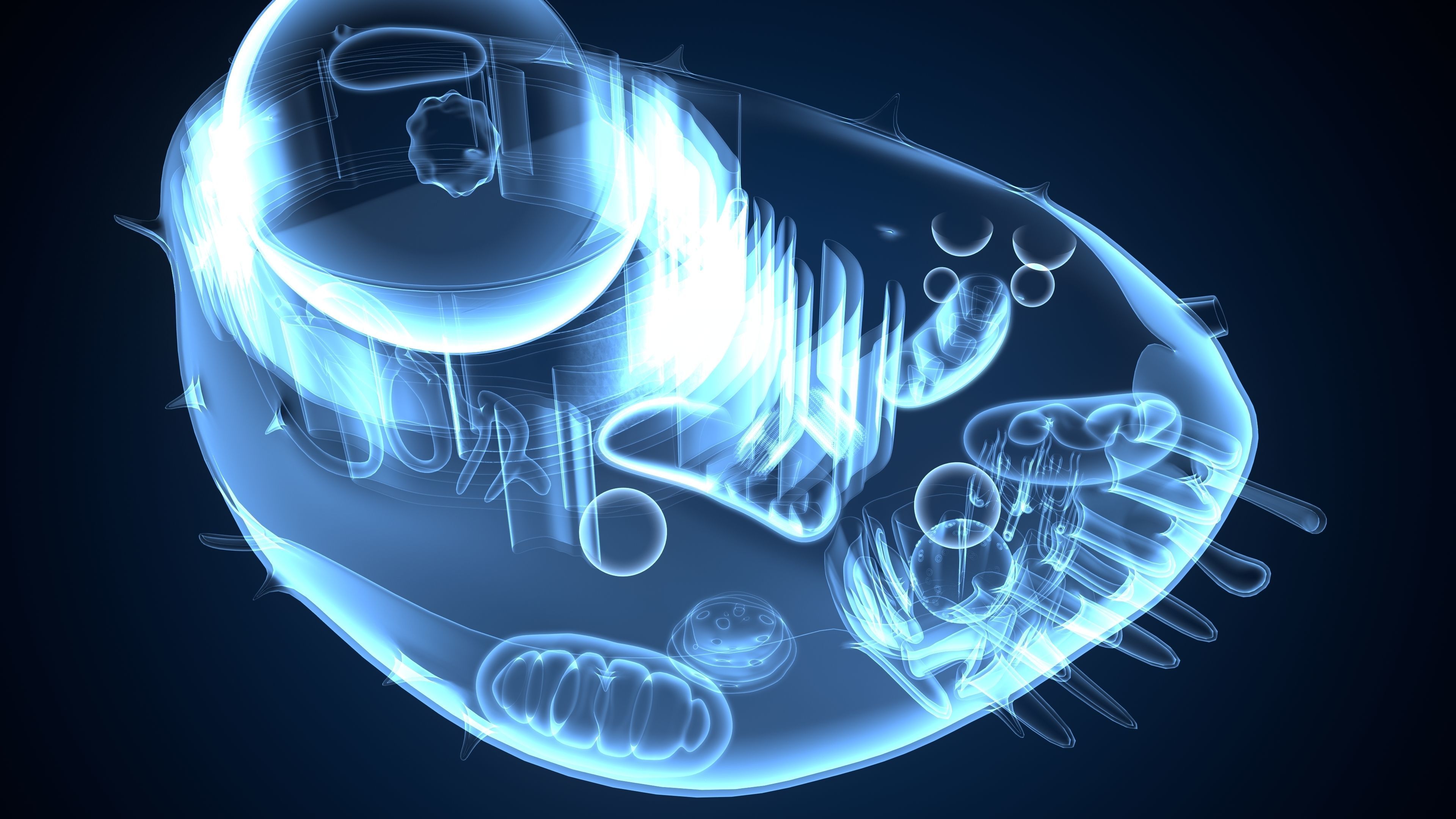 animal cell anatomy 3D model_1