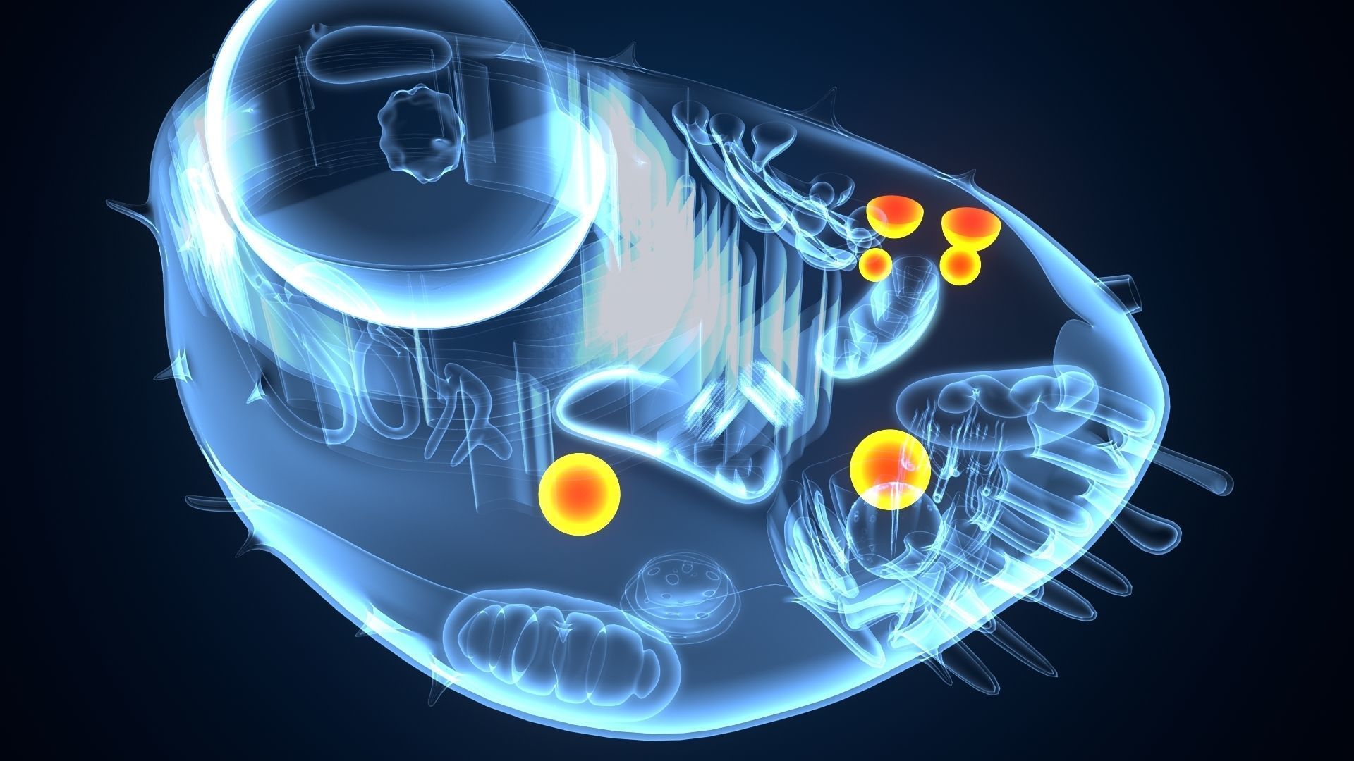 animal cell anatomy 3D model_4