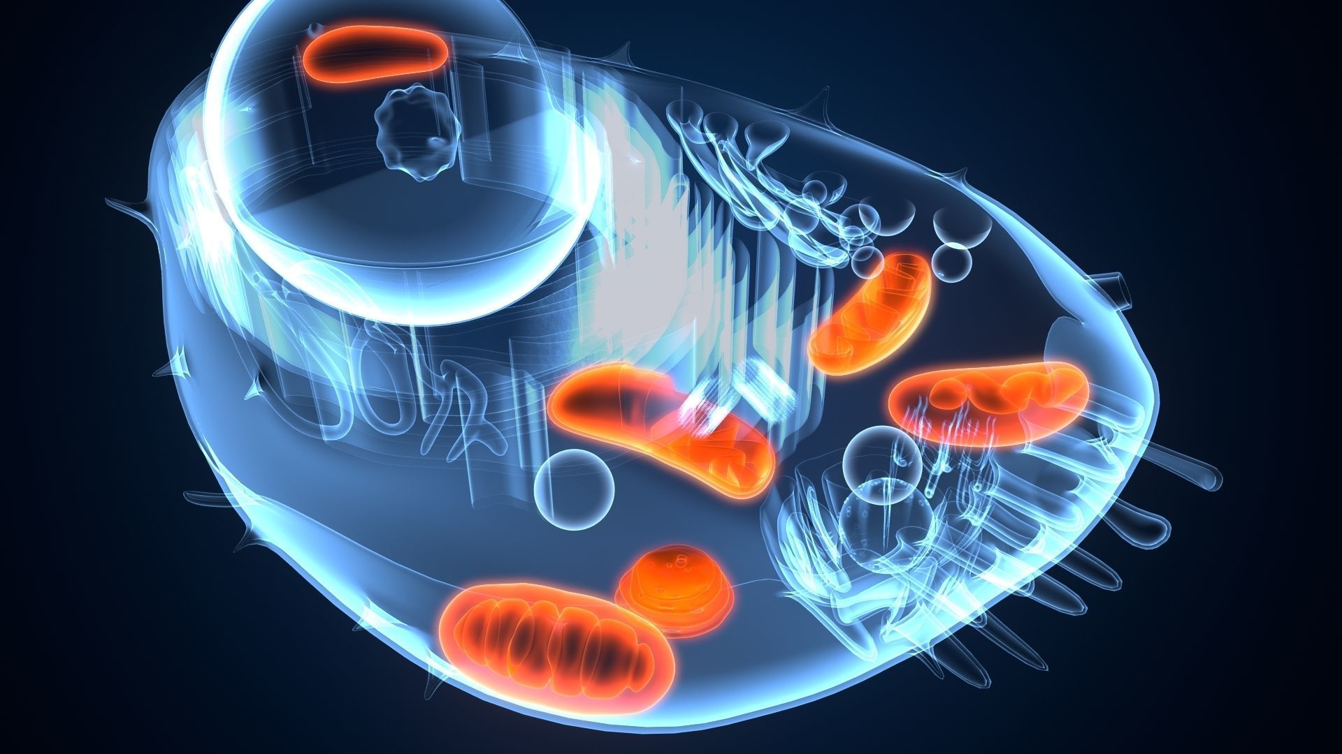 animal cell anatomy 3D model_3