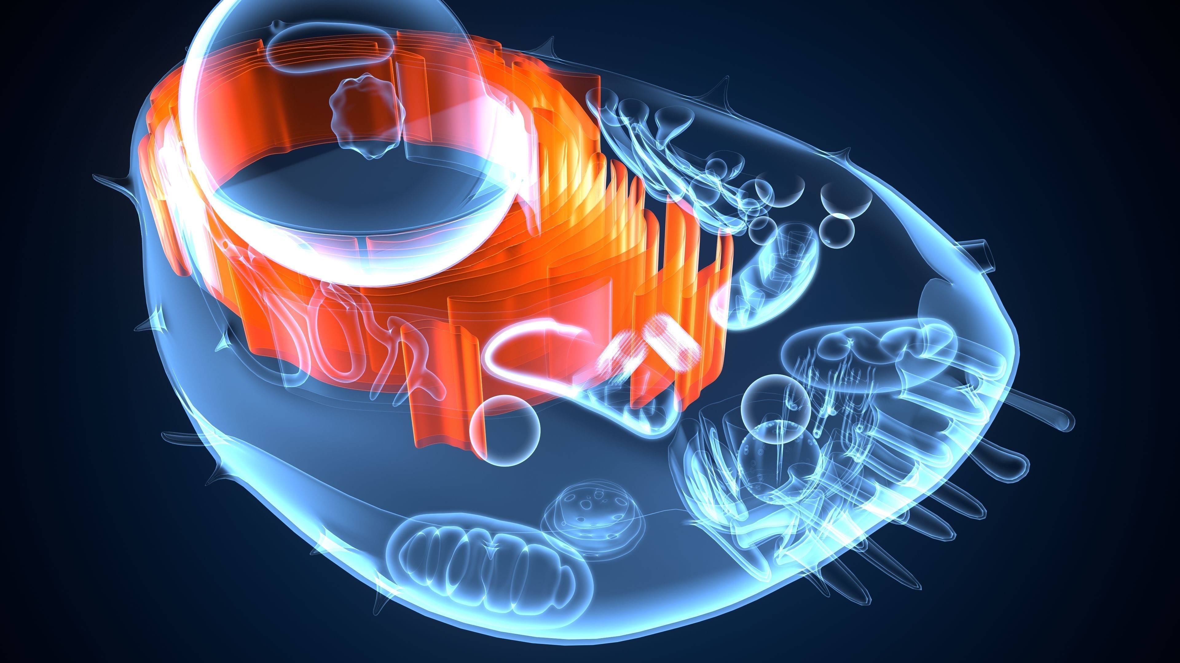 animal cell anatomy 3D model_2