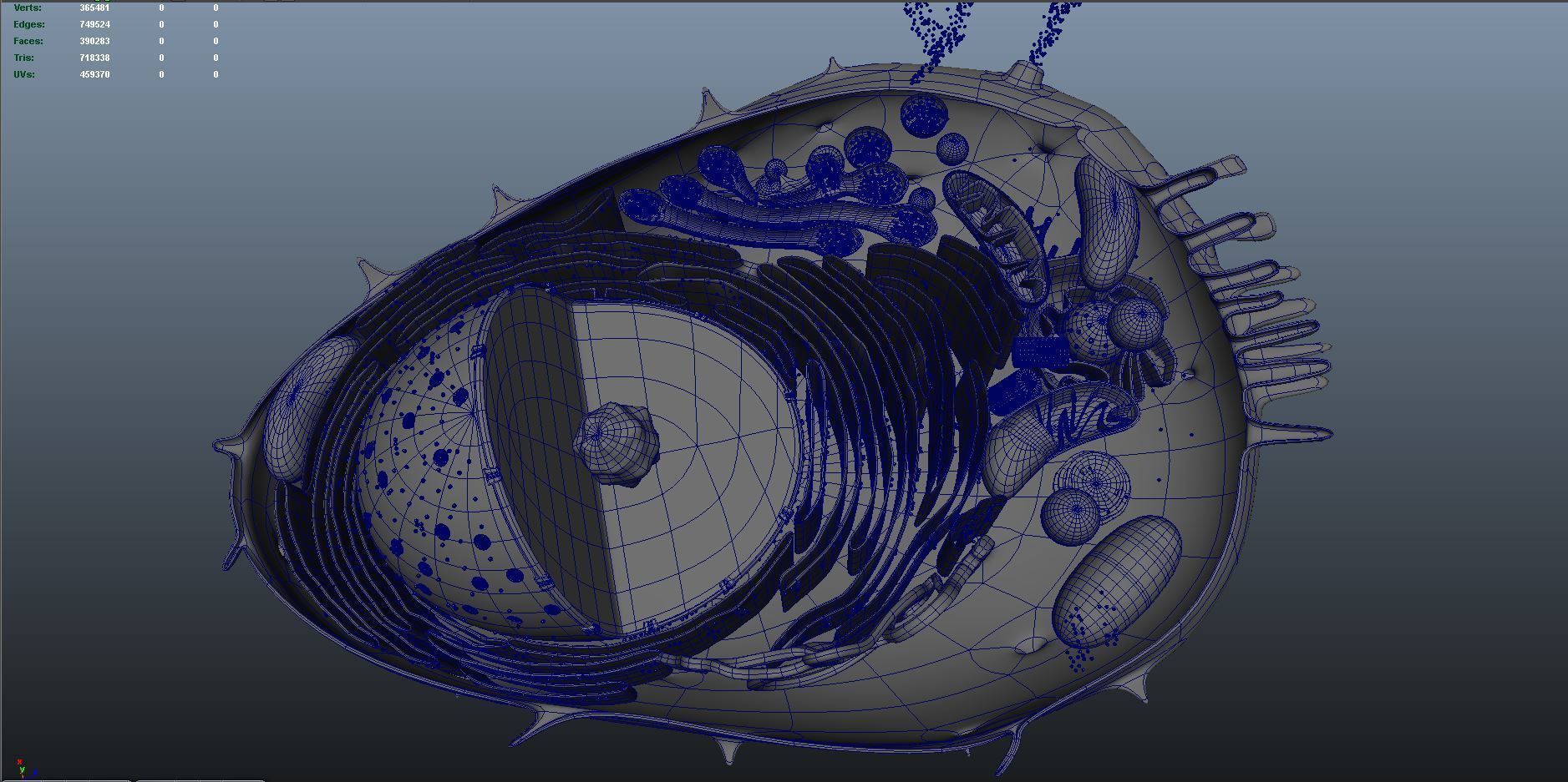 animal cell anatomy 3D model_8