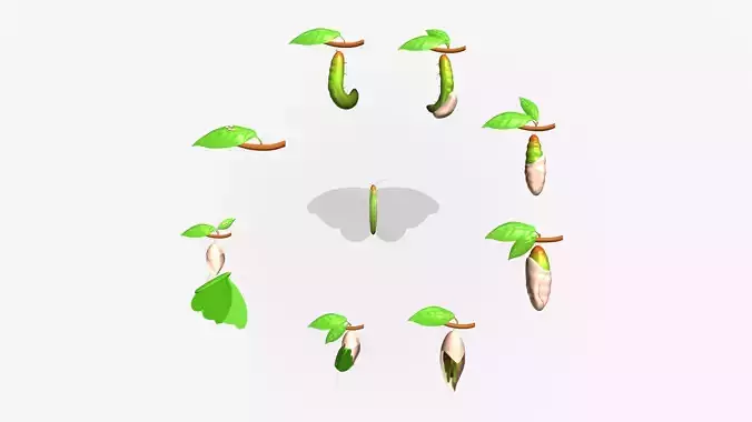 butterfly life cycle anatomy 3D model