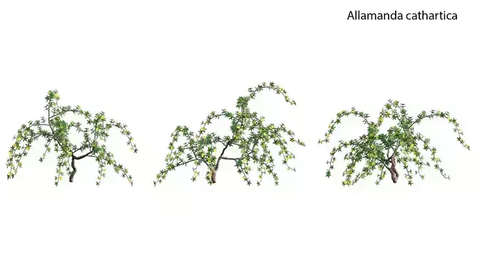 Allamanda cathartica - Golden Trumpet 02