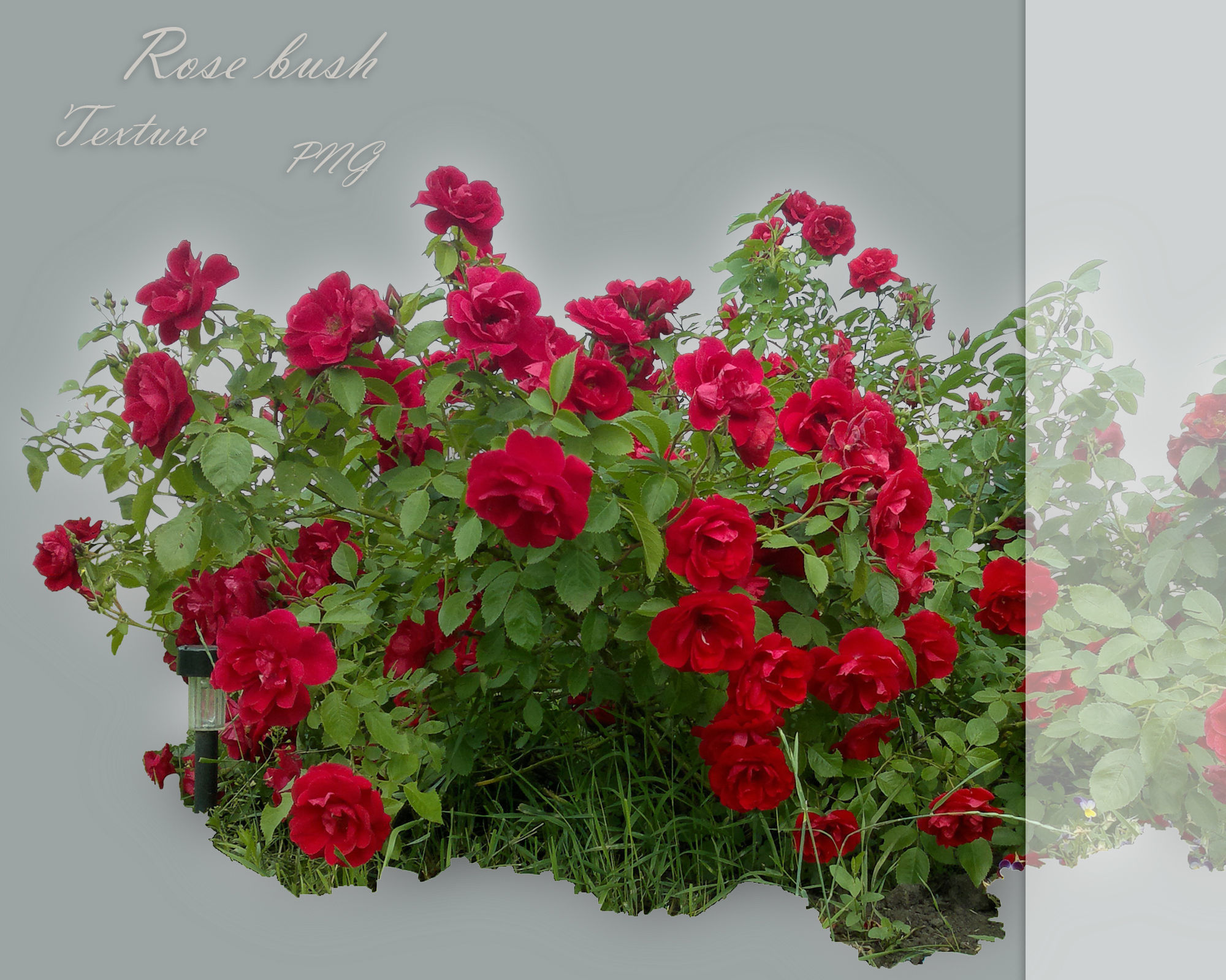 Rose Red bush texture PNG Texture
