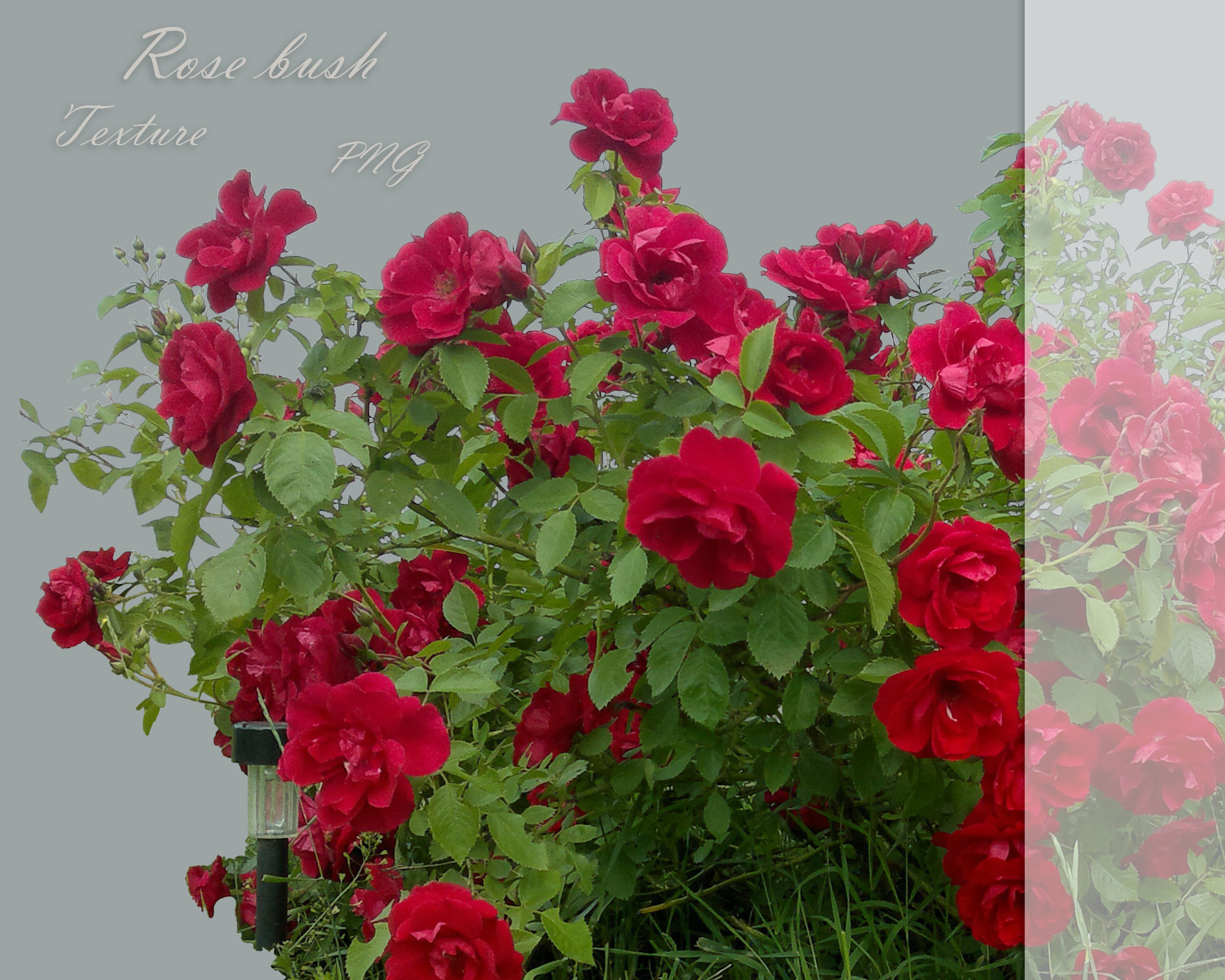 Rose Red bush texture PNG Texture
