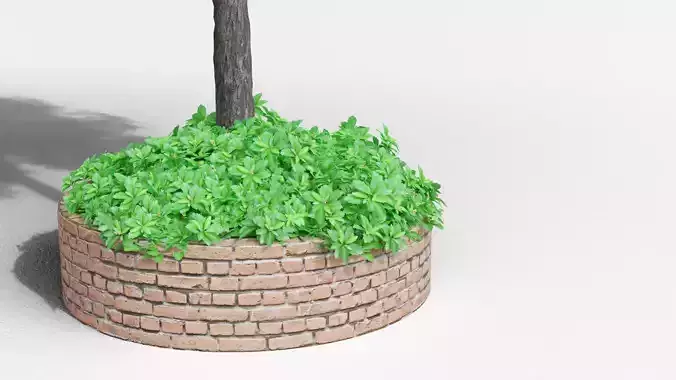 Pachysandra terminalis