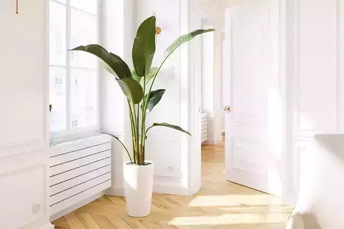Indoor banana plant 3D model
