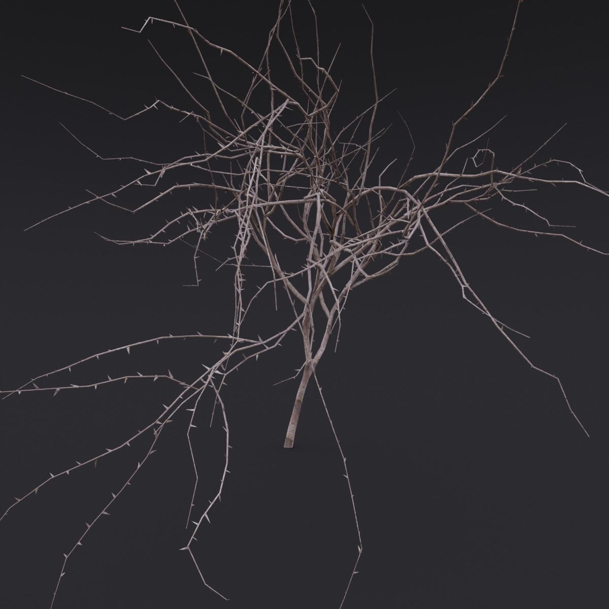 Thin Branch Low-poly 3D model_3