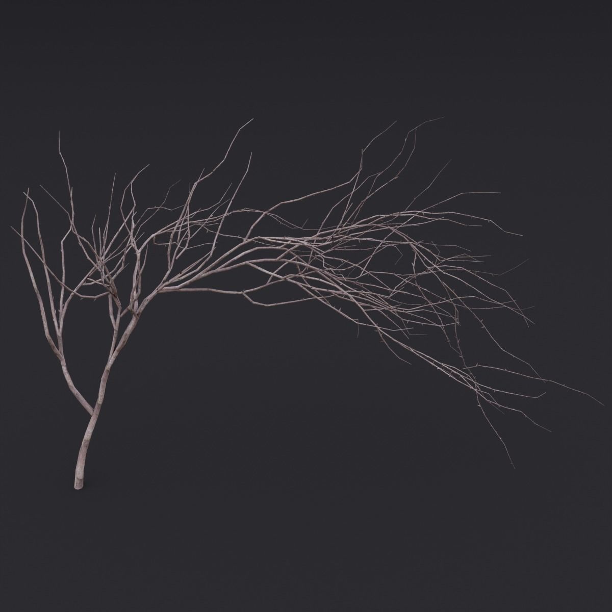 Thin Branch Low-poly 3D model_1