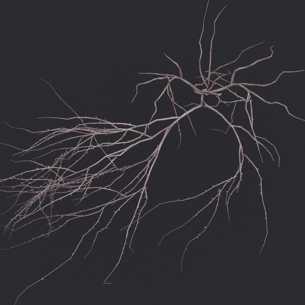 Thin Branch Low-poly 3D model_4