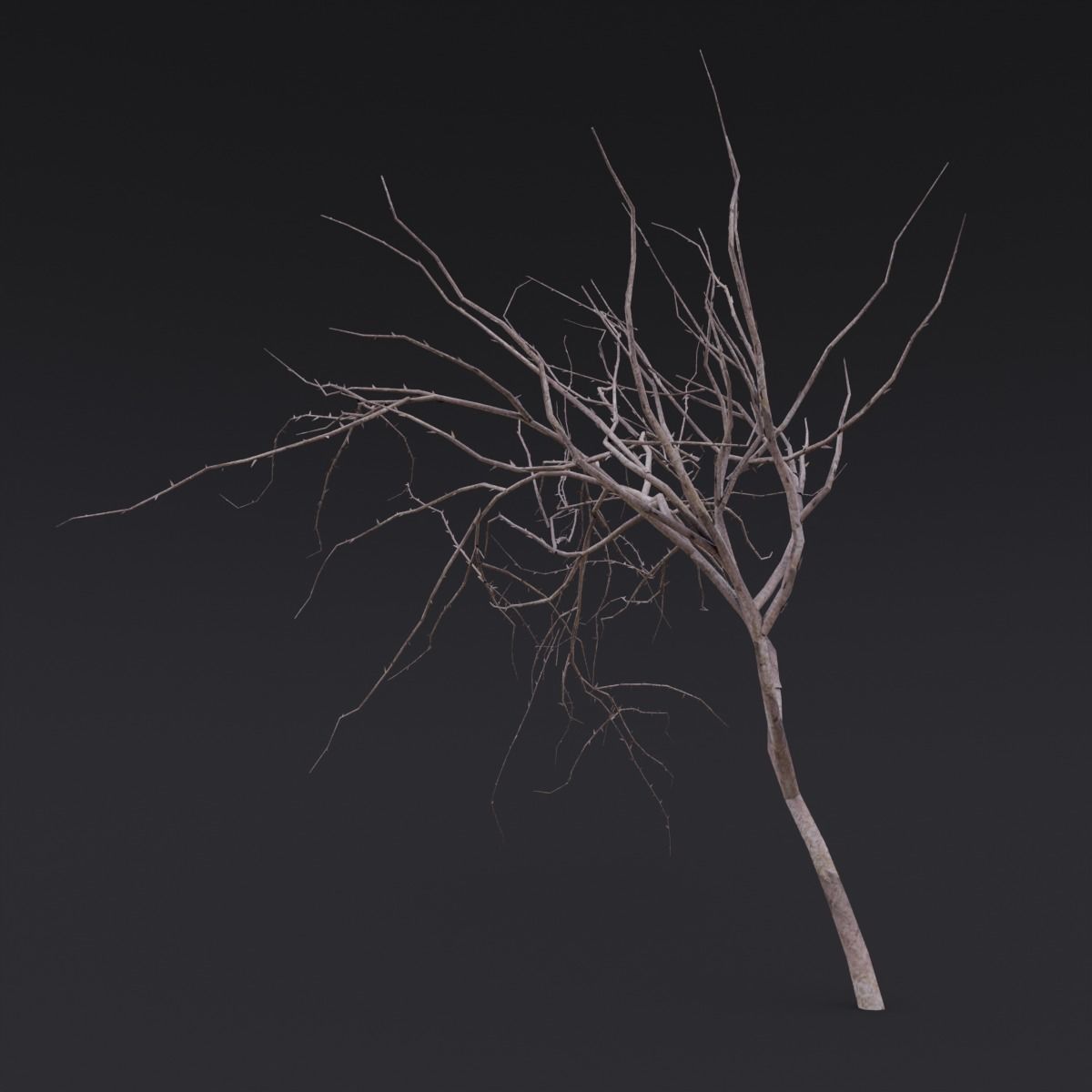 Thin Branch Low-poly 3D model_2