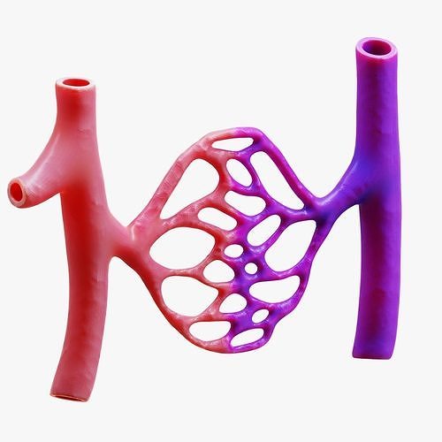 Blood Vessels 3D model