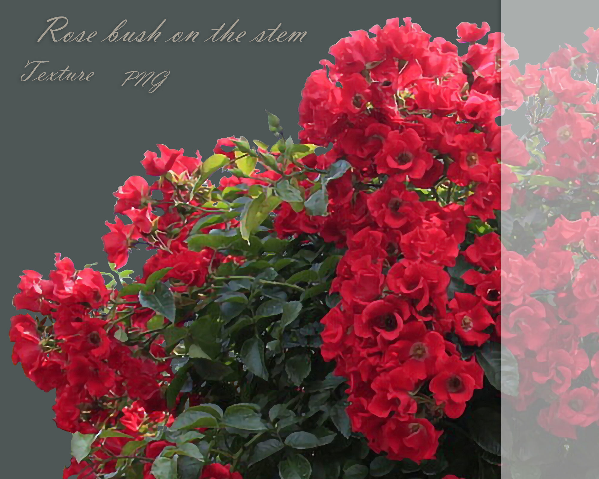 Rose Red bush on the stem texture PNG Texture