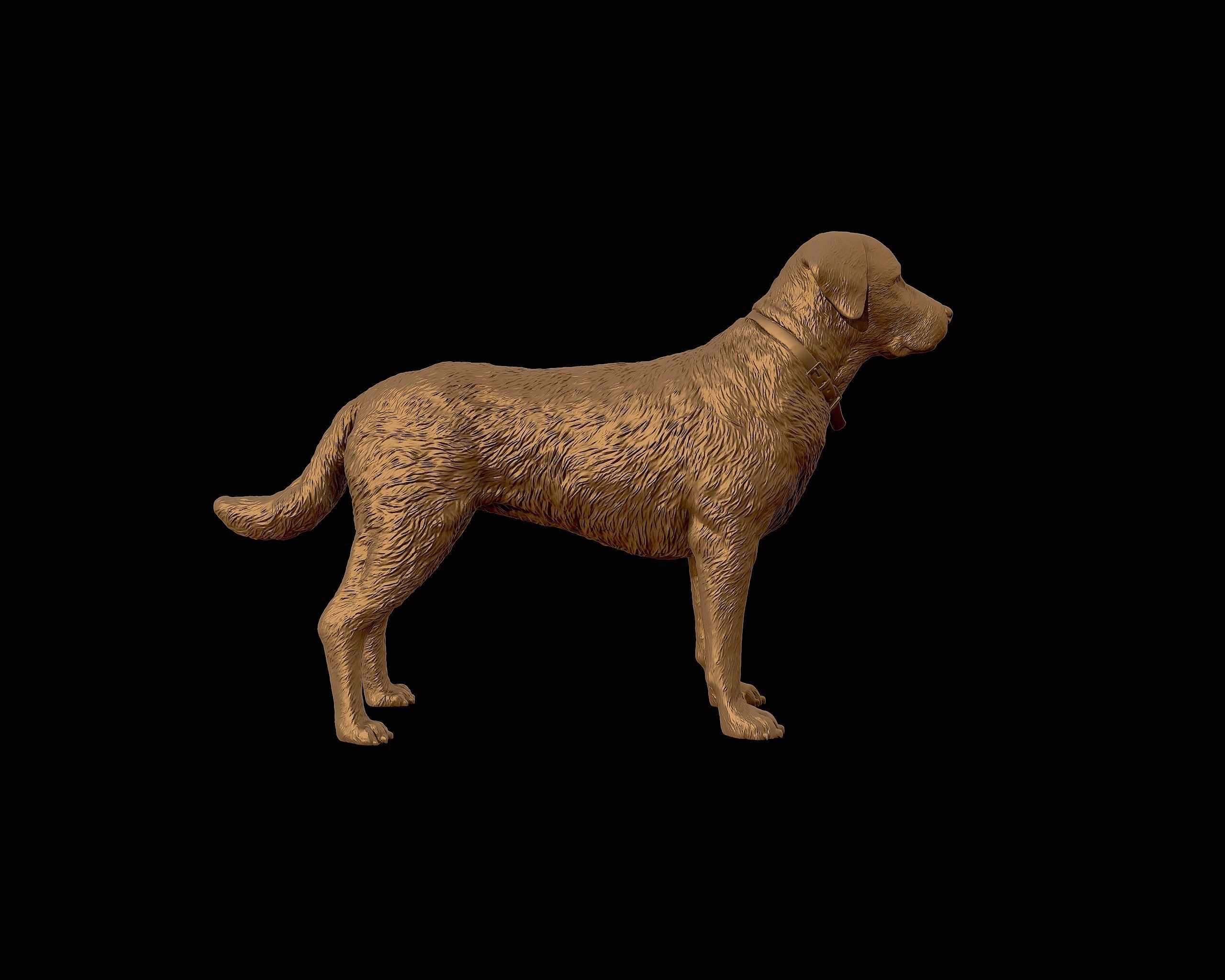 Labrador Retriever model 3D print model_28