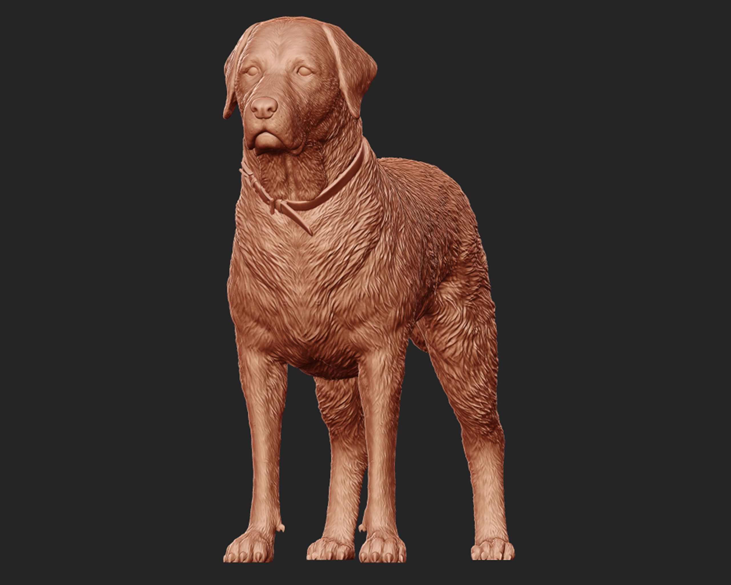 Labrador Retriever model 3D print model_2