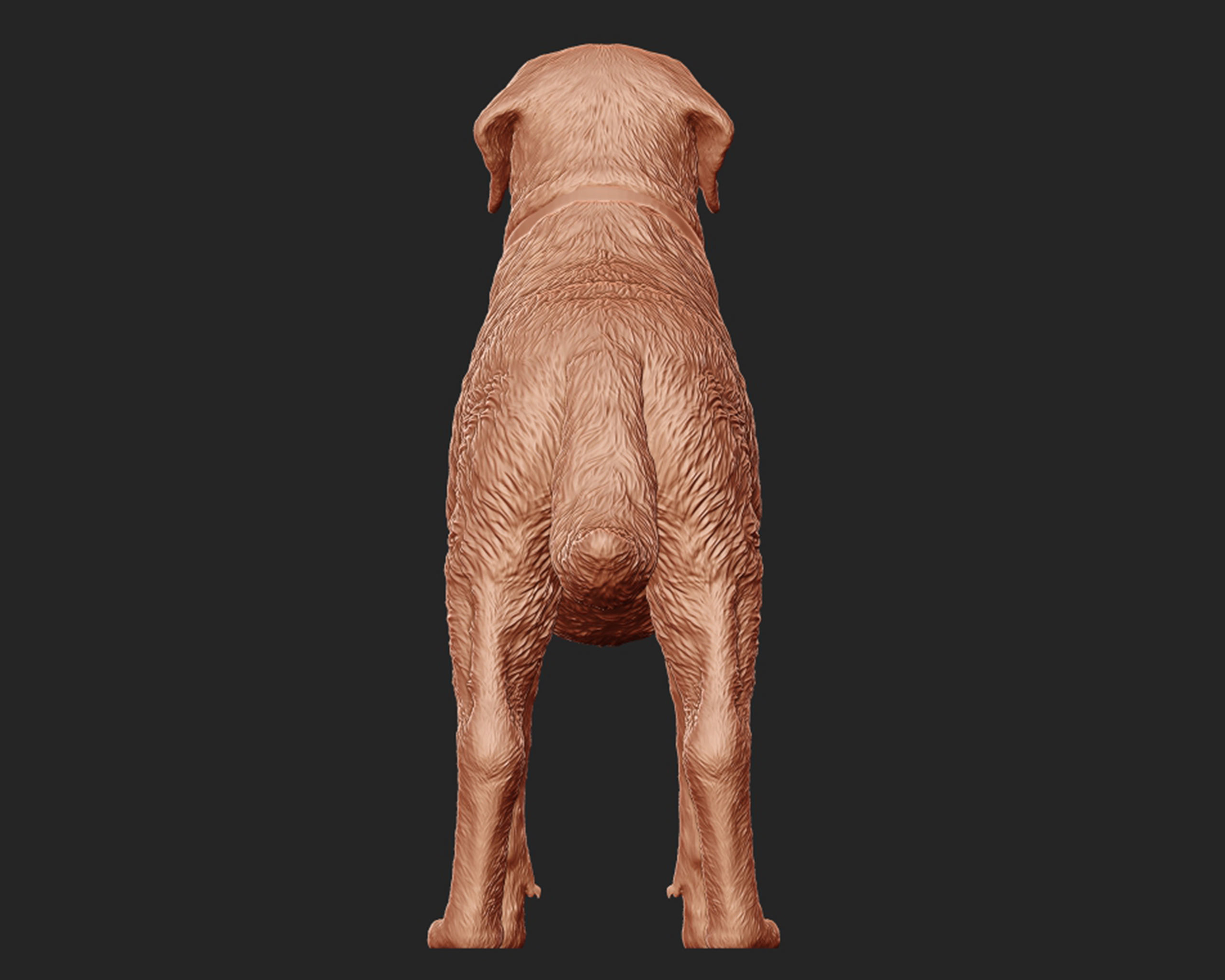 Labrador Retriever model 3D print model_7
