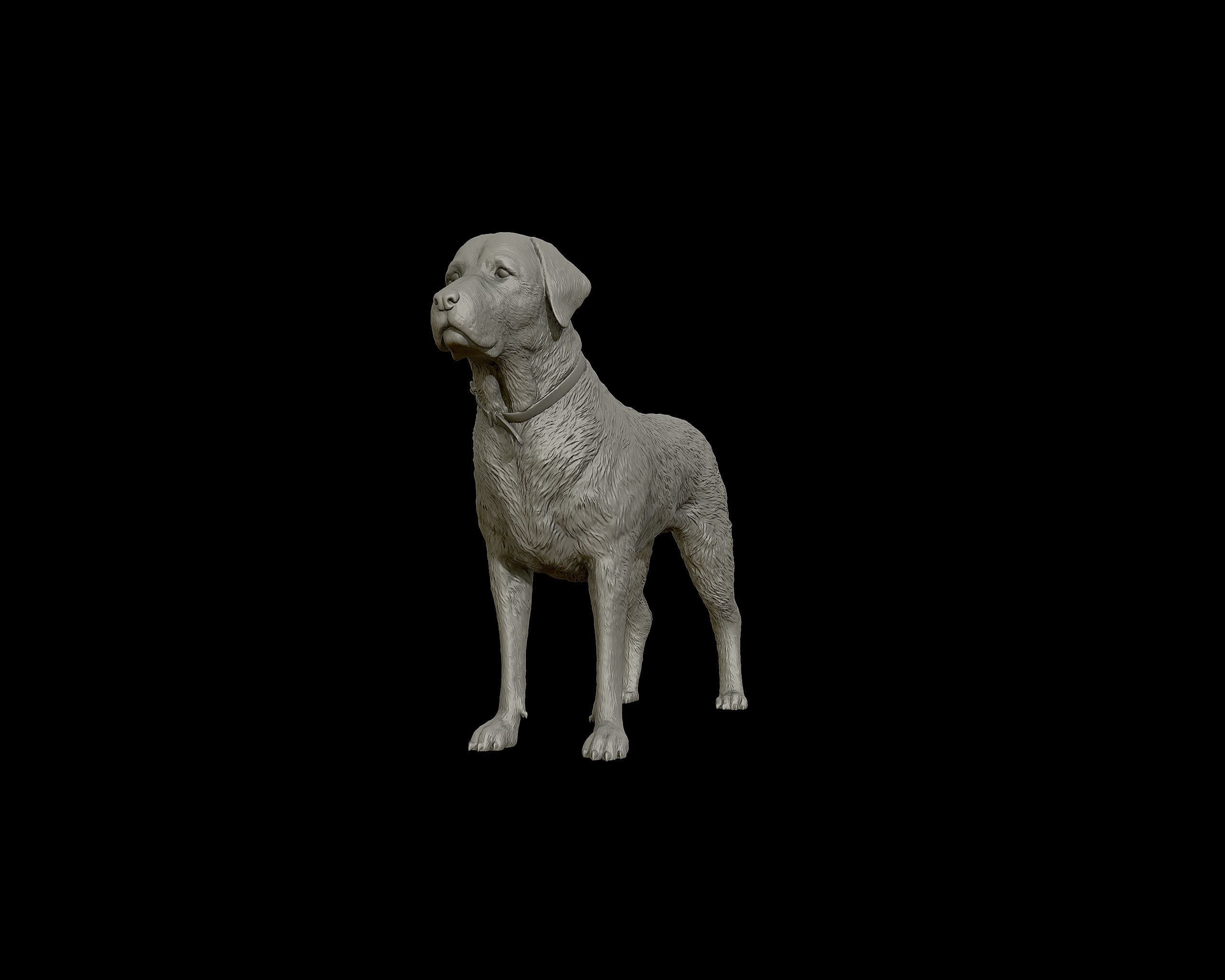 Labrador Retriever model 3D print model_13