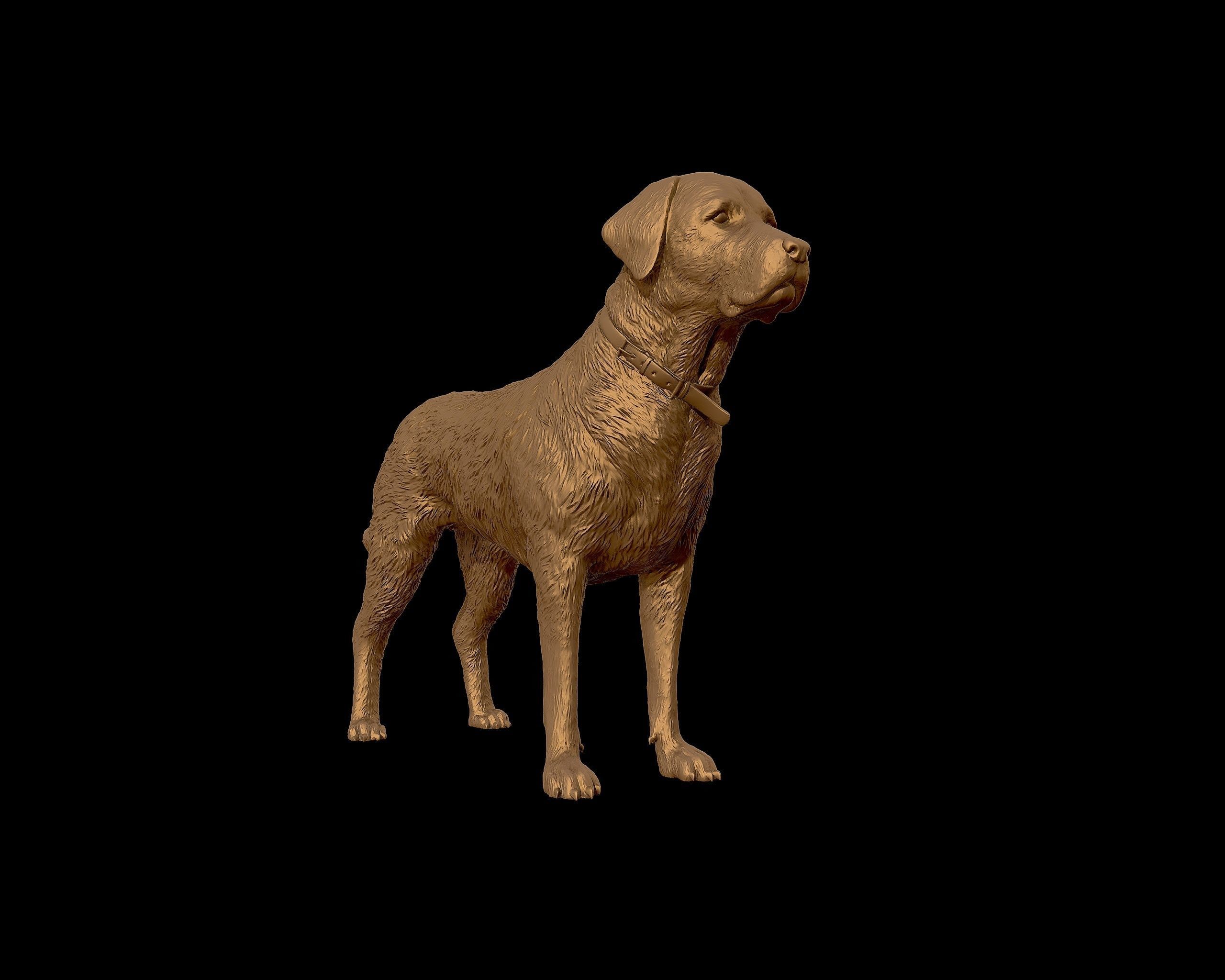 Labrador Retriever model 3D print model_25