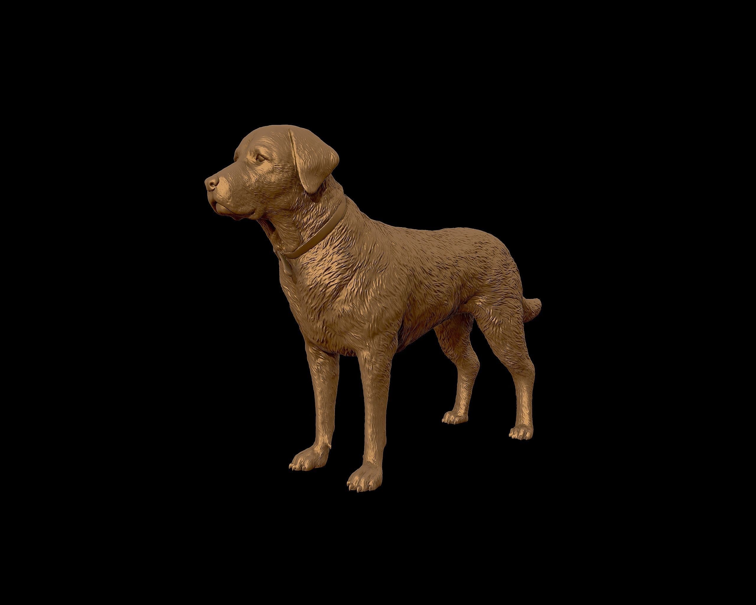 Labrador Retriever model 3D print model_27