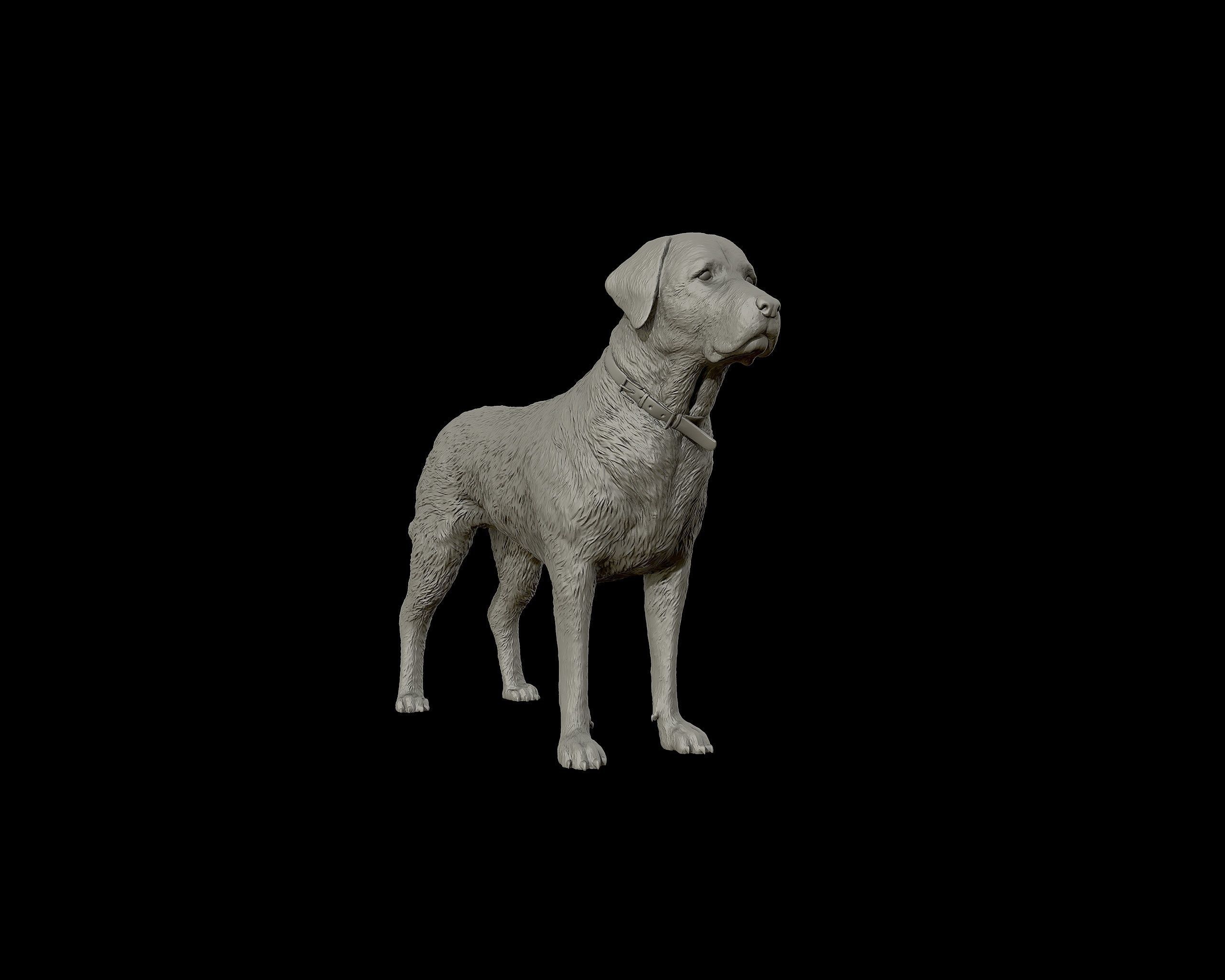 Labrador Retriever model 3D print model_11