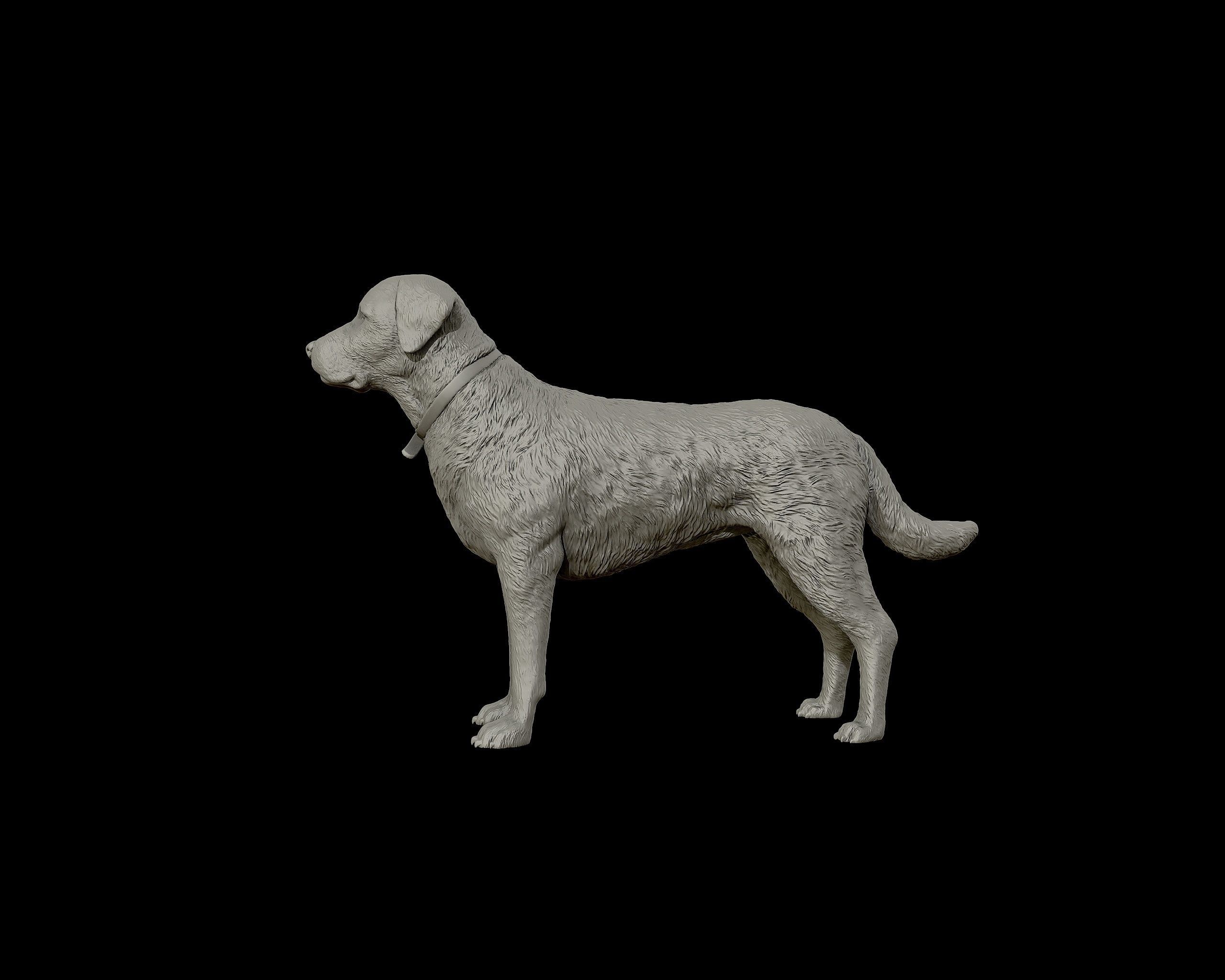 Labrador Retriever model 3D print model_17