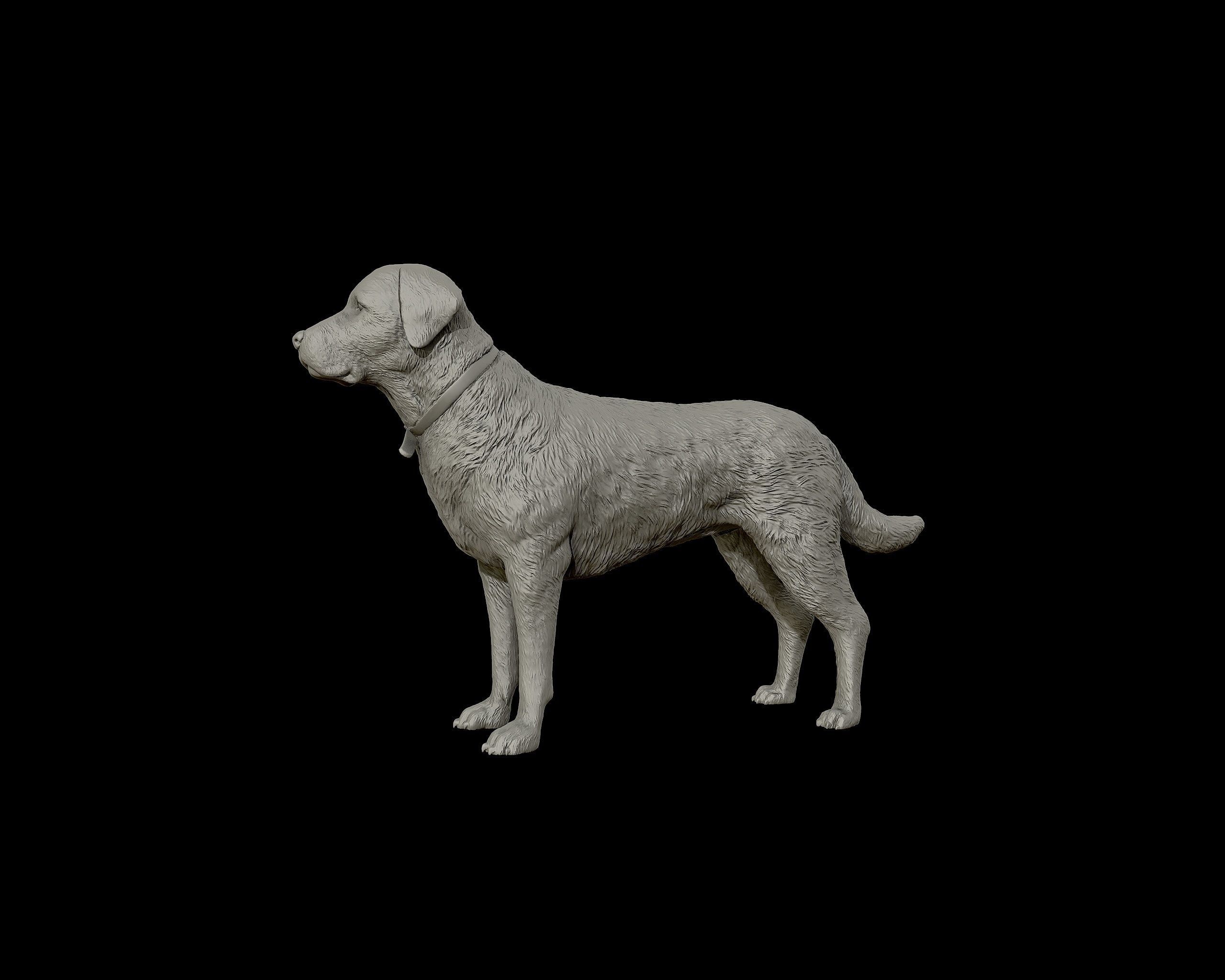 Labrador Retriever model 3D print model_16
