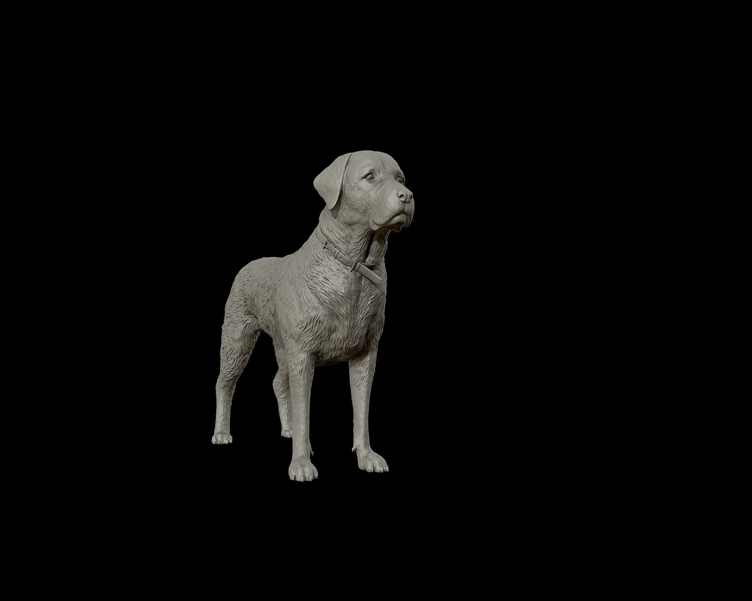 Labrador Retriever model 3D print model_22